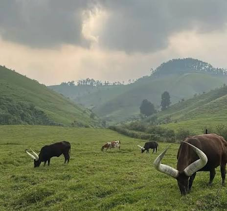 Bétail dans les prairies du plateau d’Obudu