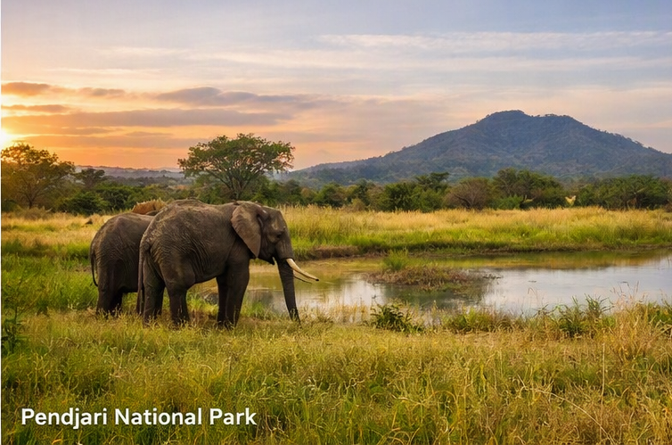 Éléphants au parc national de la Pendjari, au Bénin